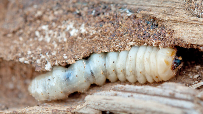 holzwurm-bekaempfen