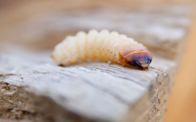 Holzwurm bekämpfen: Hausmittel & effektive Tipps
